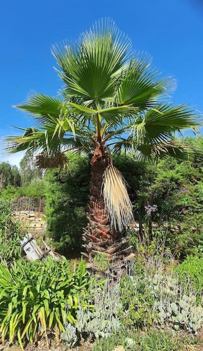 Quinta Flores Феррейра-ду-Зезери Экстерьер фото